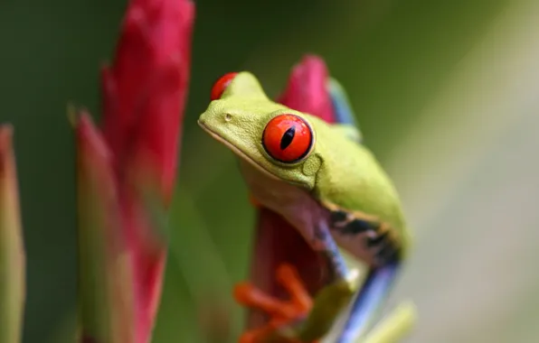 Green, frog, red eyes, twig