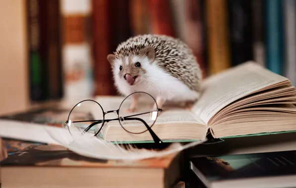 Книги, очки, библиотека, ёжик, начитанный