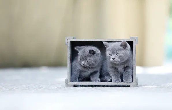 Кошки, коробка, котята, ящик, парочка, два котенка, британские