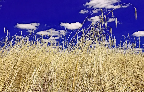 Пшеница, поле, небо, облака
