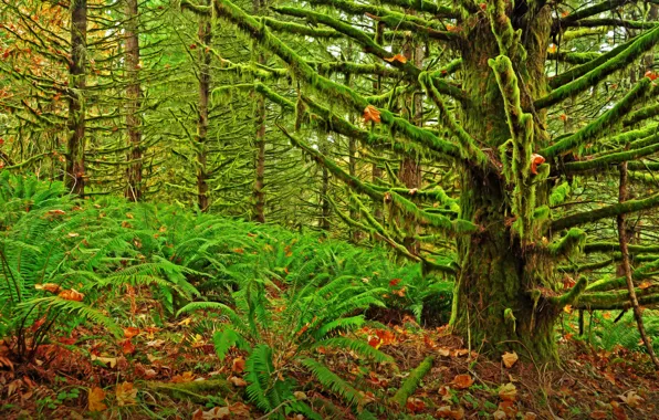 Картинка лес, деревья, заросли, мох, чаща, Oregon