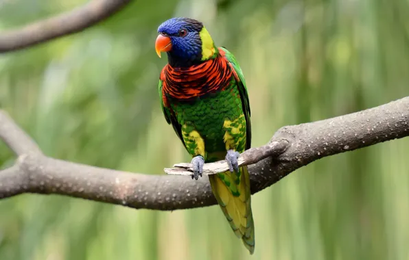 Картинка ветки, птица, перья, клюв, попугай, хвост