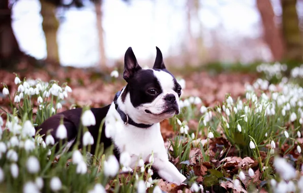 Картинка цветы, собака, весна