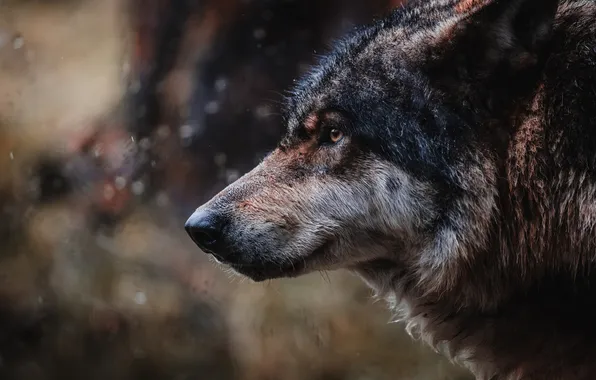 Взгляд, морда, серый, волк, профиль, боке