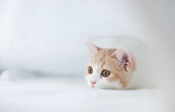 Картинка котенок, © Ben Torode, Hannah