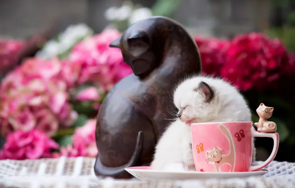 Кошка, цветы, поза, котенок, маленький, сад, мелкий, чашка