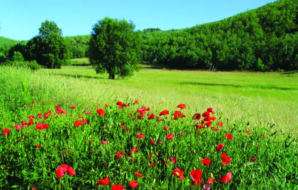 Картинка поле, лес, природа, маки, Montesinho Natural Park