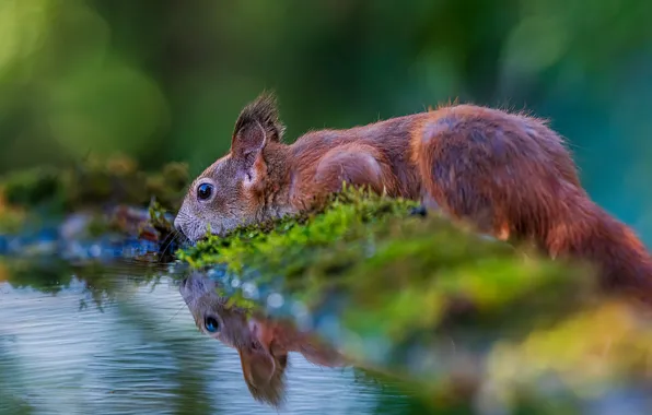 Картинка вода, природа, животное, мох, белка, водопой, водоём, боке