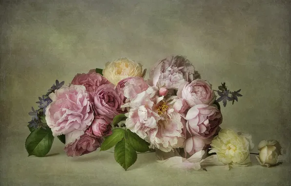 Картинка листья, цветы, фон, розы, букет, арт, розовые, белые
