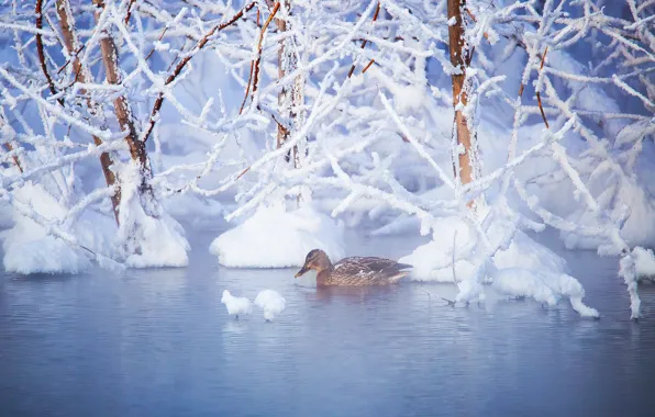 Картинка зима, вода, снег, деревья, ветки, птица, утка