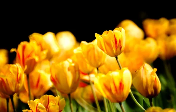 Цветы, природа, весна, лепестки, тюльпаны, бутоны
