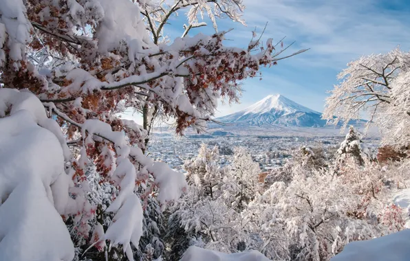 Зима, снег, деревья, ветки, вулкан, Япония, панорама, Japan