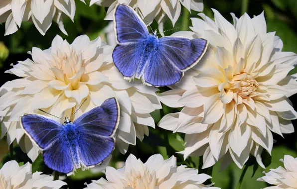 Nature, garden, blooming, dahlias