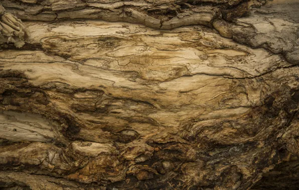 Yellow, wood, texture, brown, Tajikistan, Kide FotoArt, Iskanderkul Lake
