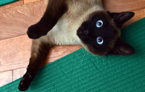 Картинка кошка, глаза, кот, взгляд, поза, зеленый, лапа, голубые