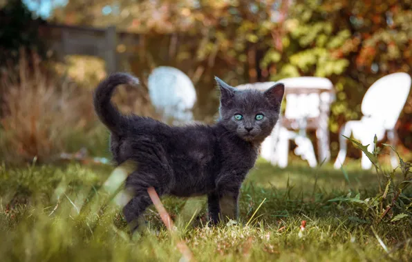 Кошка, лето, трава, взгляд, природа, поза, котенок, стол