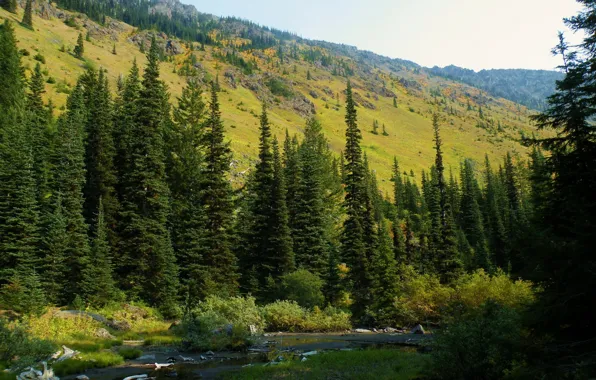 Картинка лес, природа, фото, ель, США, Washington, Mt. Baker-Snoqualmie National