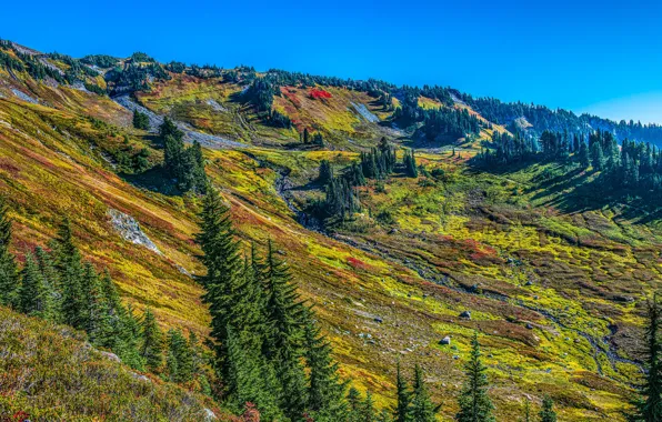 Лес, солнце, деревья, горы, холмы, Вашингтон, США, Mount Rainier National Park