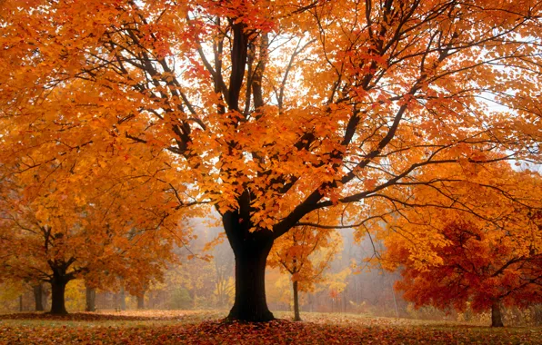 Осень, деревья, туман, парк, листва, оранжевая