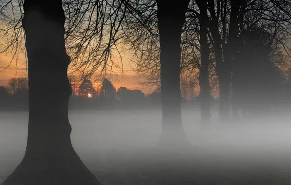 Trees, morning, fog, sunrise, branches, mist