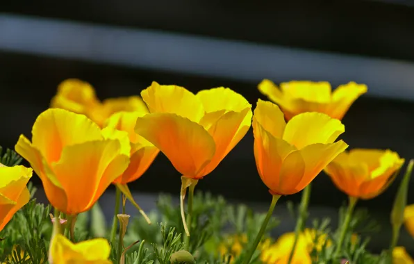 Весна, Yellow poppies, Spring, Эшшольция, Калифорнийский мак