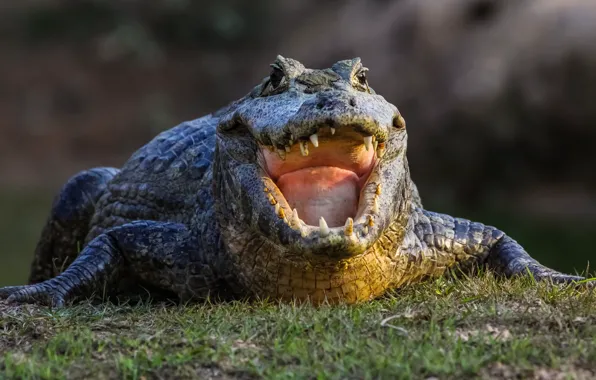 Crocodile, teeth, huge mouth