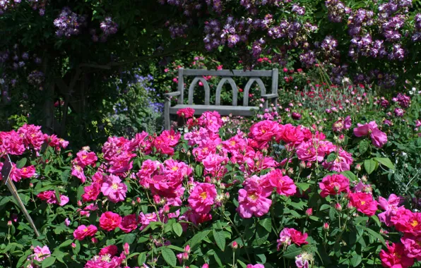 Скамейка, Англия, розы, сад, Devon, England, Rosemoor Gardens