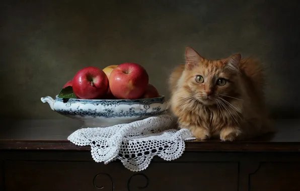 Картинка кот, взгляд, фон, яблоки, рыжий, салфетка, котейка