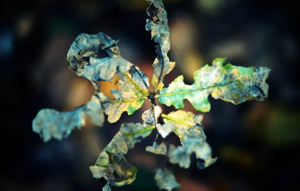 Осень, макро, лист, сухой, скрюченный