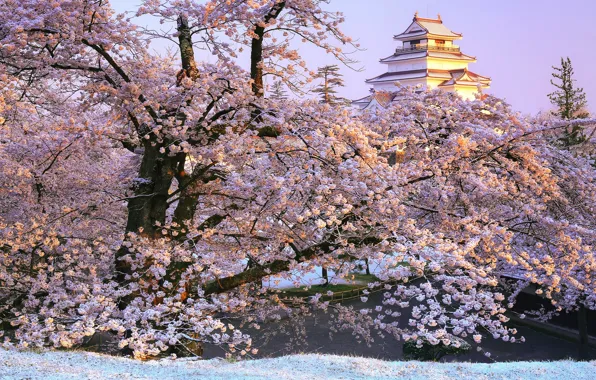 Картинка ветки, парк, замок, Япония, сакура, Japan, цветение, Фукусима