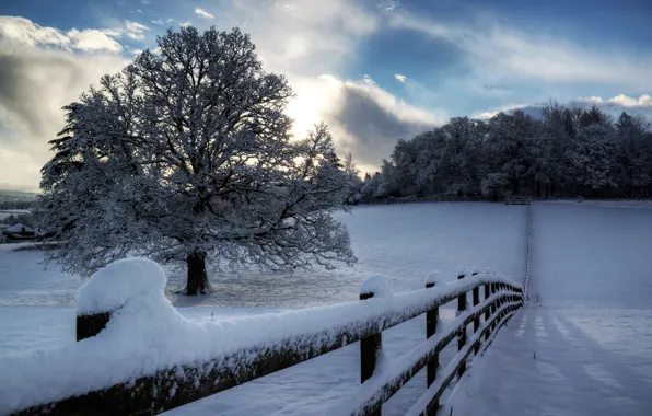 Картинка зима, небо, облака, снег, деревья, природа, дерево, забор