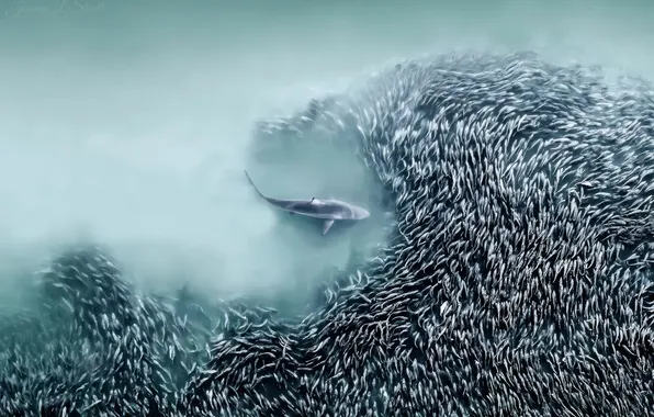 Картинка sea, shark, hunt, aerial view, fishs