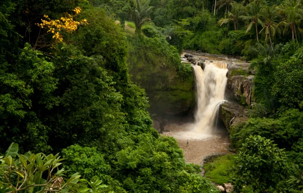 Лес, скала, пальмы, водопад, Бали, Индонезия, Tegenungan Waterfall, Indonesiа