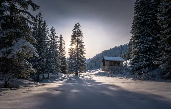 Зима, лес, природа, утро