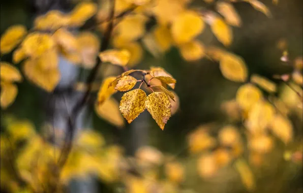 Осень, природа, листва