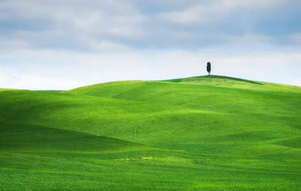 Картинка поле, небо, трава, пейзаж, зеленый, дерево, луг, зеленая