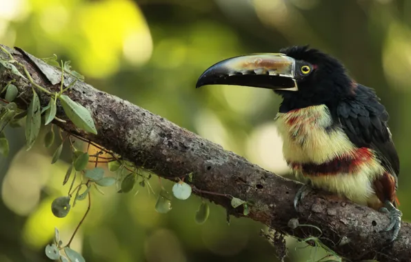 Картинка природа, птица, Collared Aracari