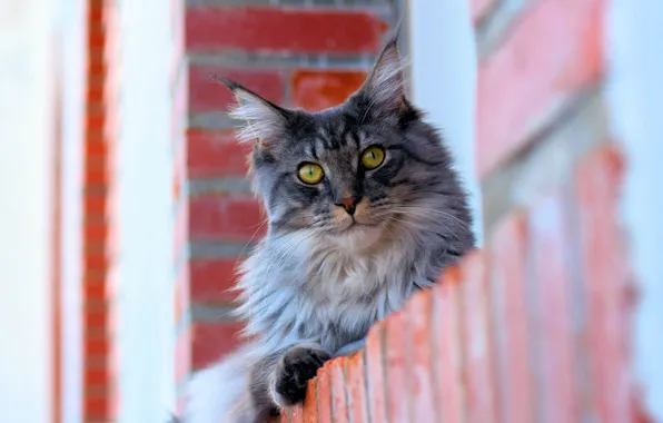 Кошка, кот, взгляд, морда, дом, серый, портрет, лежит