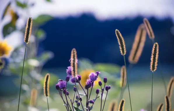 Картинка макро, цветы, растение, стебель