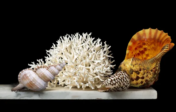 Still life, decoration, coral, seashelss