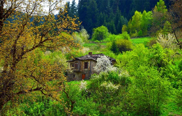 Зелень, Весна, Деревья, Дом, Nature, Spring, Цветение, Trees
