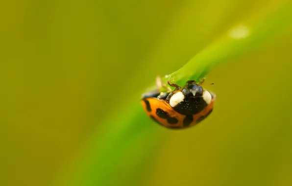 Природа, фон, божья коровка