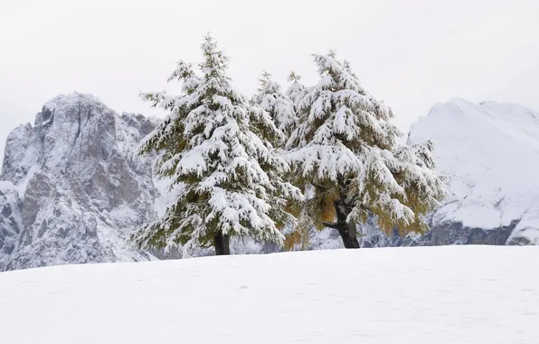 Картинка снег, деревья, природа