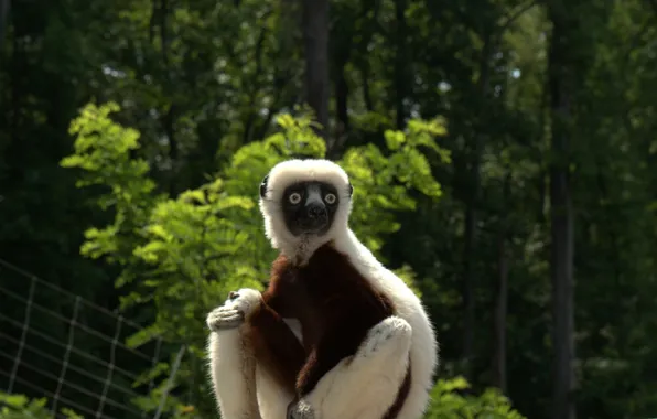 Лемур, 2014, Zoboomafoo