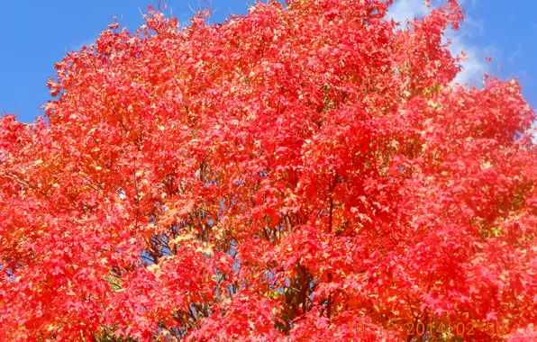 Tree, fall, foliage