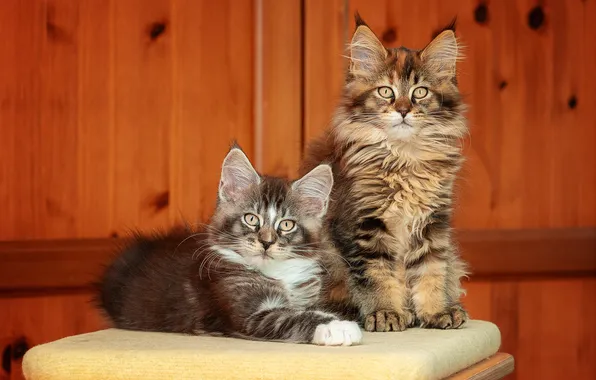 Взгляд, кошки, поза, котенок, доски, котята, лежит, серые