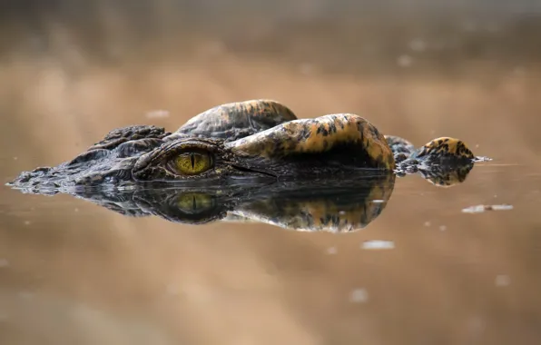 Картинка природа, глаз, крокодил