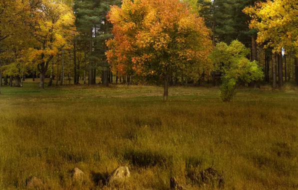 Картинка поле, осень, лес, деревья, forest, Nature, trees, autumn