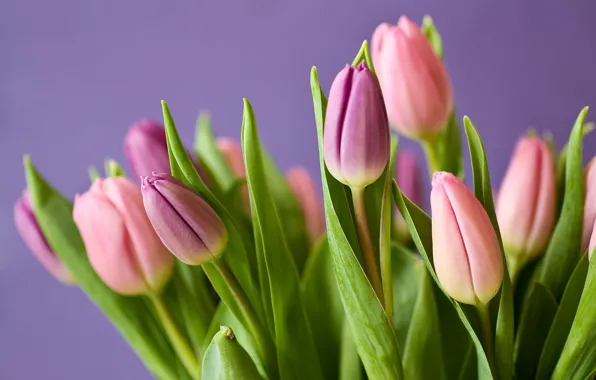 Букет, тюльпаны, nature, blossom, flowers, leaves, tulips, plant