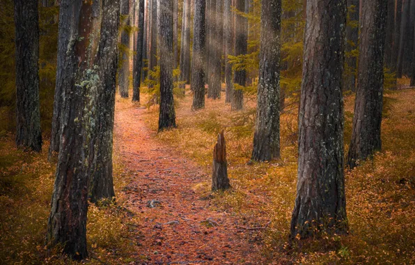 Картинка осень, лес, деревья, Норвегия, тропинка, Norway, Рингерике, Ringerike